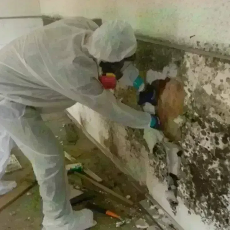 Mold Remediation and Removal in Winslow, AZ